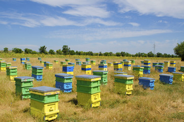 Beehives in a field in a countryside