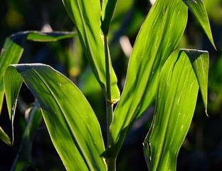 Fototapeta premium Corn leaves texture