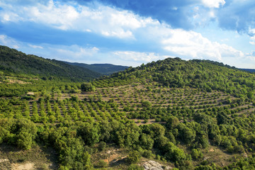 Fototapeta na wymiar hazelnut trees grove in the Prades Mountains, Spain