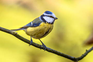Blue tit autumn color