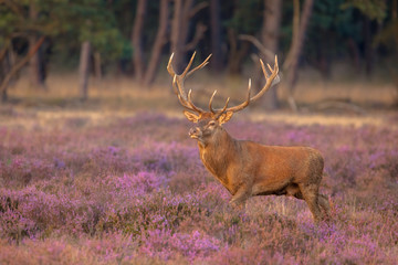 Male red deer antlers