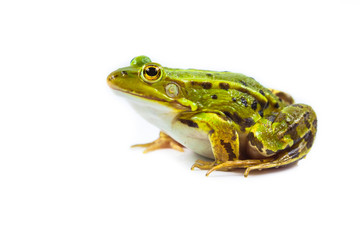 Male Frog on white