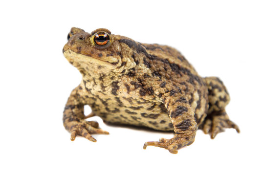 Common toad on white background