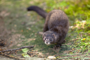 European polecat
