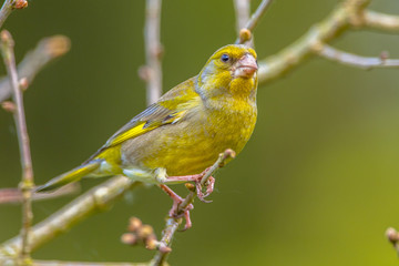 Male Greenfinch on a twig