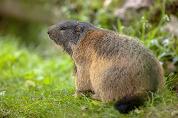 Alpine marmot habitat