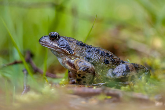 Male Common frog