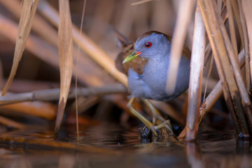 Little Crake peeking