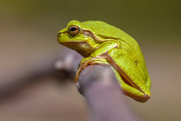 Green European tree frog