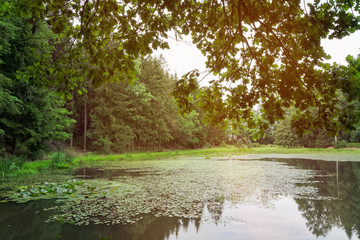 Forest lake in summer