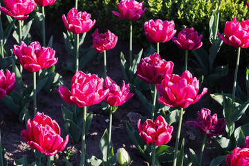 flowerbed with pink tulips blooming closeup