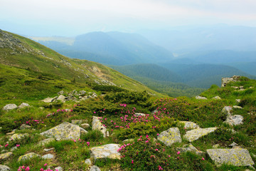 Carpathian rhododendron