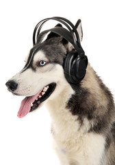 Beautiful huskies dog with headphones isolated on white