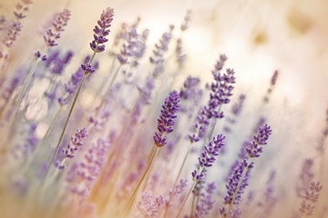 Lavender flower - 90055645