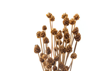 dry grass flower on white background