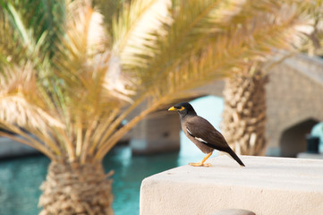 Exotic bird on a balcony