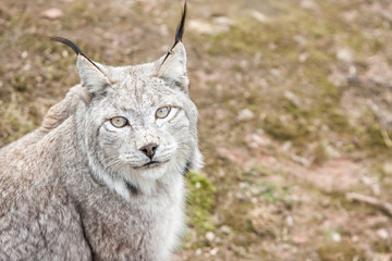 Obraz premium Luchs blickt aufmerksam in die Kamera