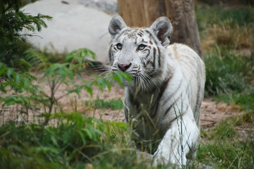 tigre blanc