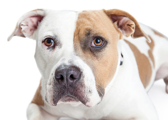 Closeup of Tan and White Pit Bull Dog