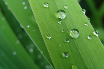 Regentropfen auf grünem schmalen Blatt