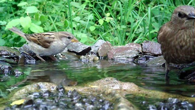 Haussperlinge und junge Stare baden