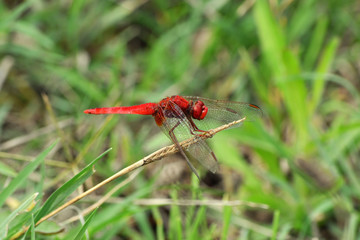 HOTSPRING BAGNO VIGNONI ITALY 
