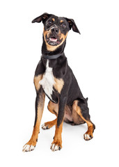 Cute Friendly Hound Crossbreed Dog