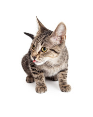 Cute Kitten Sticking Tongue Out