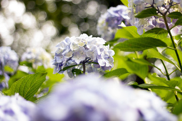 Hydrangea