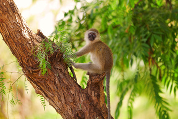 Vervet monkey, Amboseli