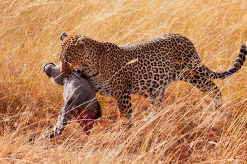 Female leopard in Masai Mara