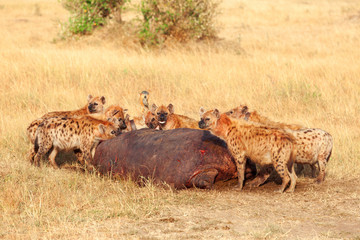 Naklejka na ściany i meble Hyenas eating prey, Masai Mara