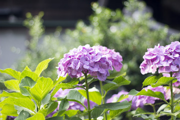 Hydrangea