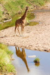Giraffe in Masai Mara