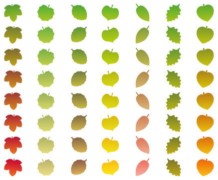 Leaves that change from green color into autumn colors while falling off. Isolated vector illustration on white background.