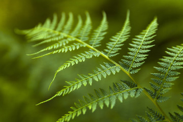 fresh green fern leaves