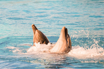 Obraz premium Dolphins playing and swimming in a pool. 