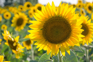 sunflowers in the field