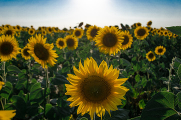 sunflowers in the field