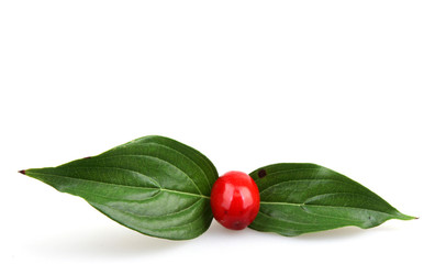cornels isolated on the white