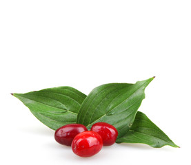 cornels isolated on the white
