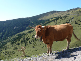 Vaca en las monta&ntilde;as de Setcases, el Pirineo