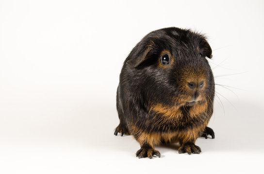 Cobaya pelo corto negra