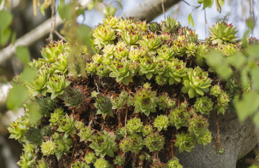 succulent plant