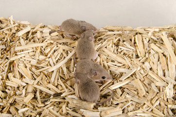 Ratones pigmeos africanos