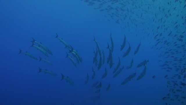 Blackfin Barracudas in blue water swimming in a school of Fusiliers