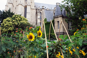 Fototapeta na wymiar a garden with sun flowers and trees in front of the Notre Dame church in Paris