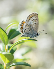 Lycaenidae
