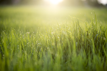 rice paddy field