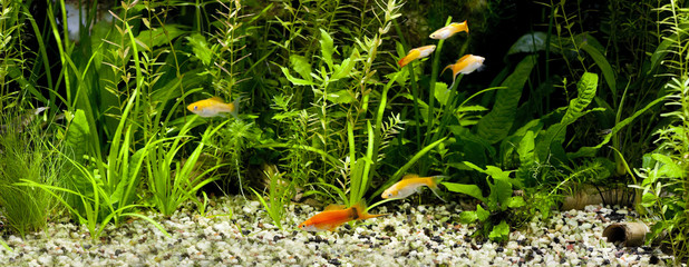 Community Fish Tank
